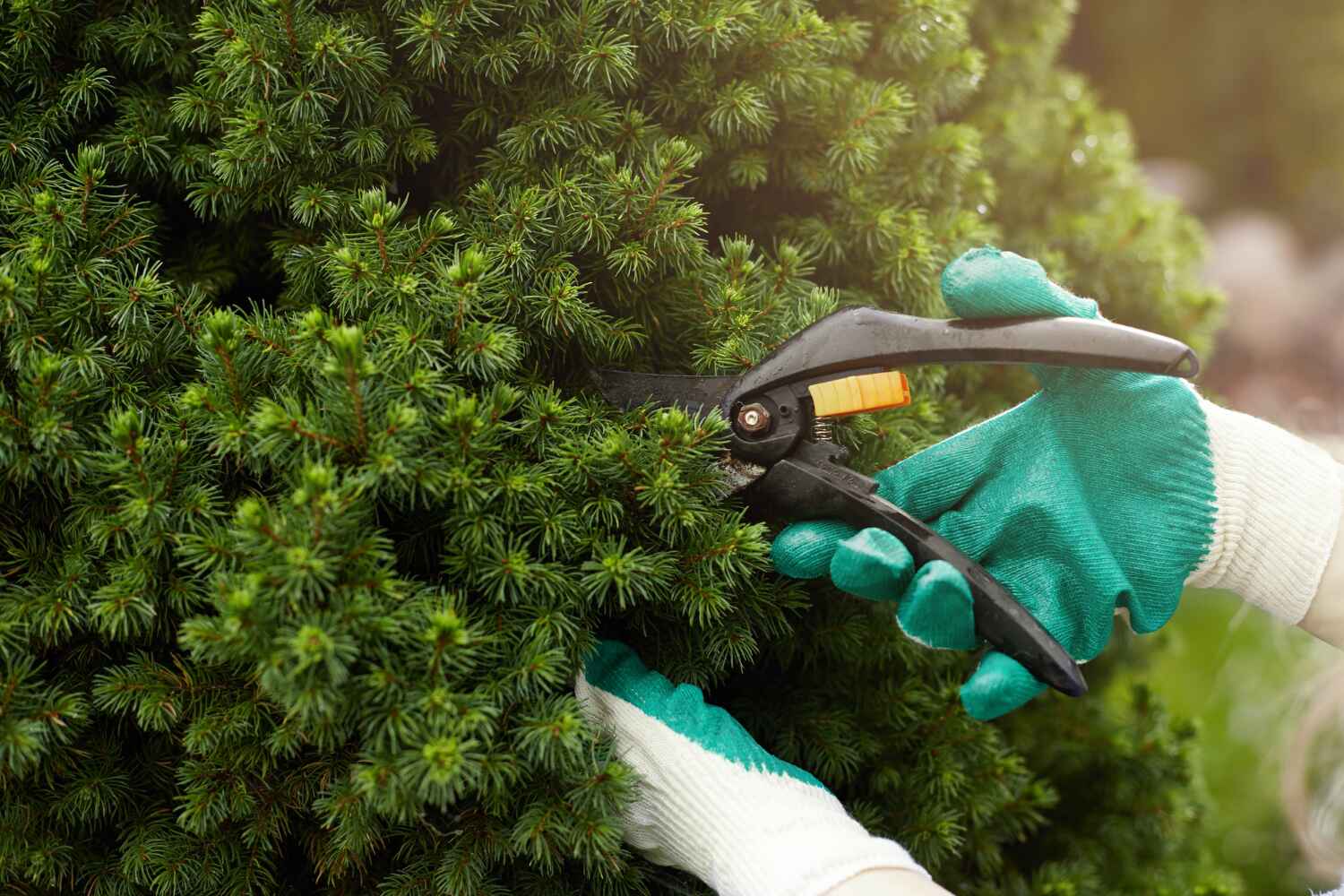 Best Emergency Tree Service  in Memphis, FL